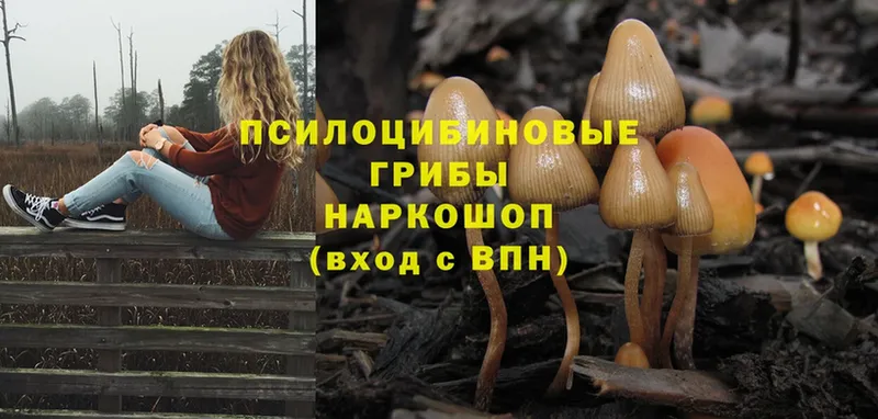 маркетплейс клад  Саров  Галлюциногенные грибы Magic Shrooms 